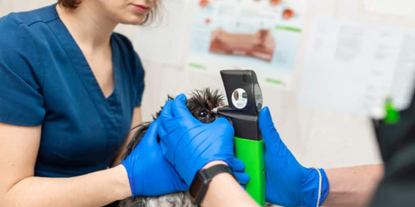 Veterinary Technologist